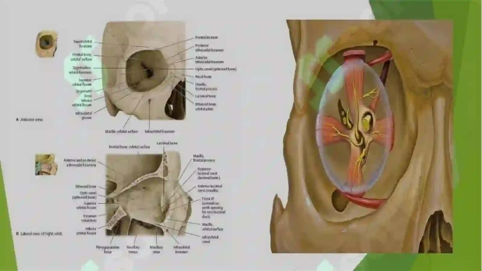 :Orbita funksional anatomiyasi. O'smalari. Kon'yunktiva, sklera va shox pardasi anatomiyasi va kasal 3