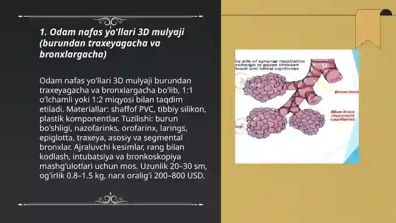 Odam nafas yo'llari 3D mulyaji, Alveola va kapillyarlar gaz almashinuvini ko'rsatuvchi mikromodel, O'pka va diafragma harakatini funksional tarzda namoyish etuvchi mulyaj 3