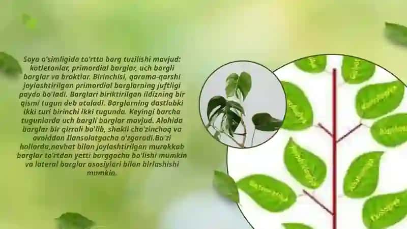 So‘ya o‘simlikni tuzilishi. Bargi poyasi ildizi  gulni rivojlanishi dukkaki va doni. 3
