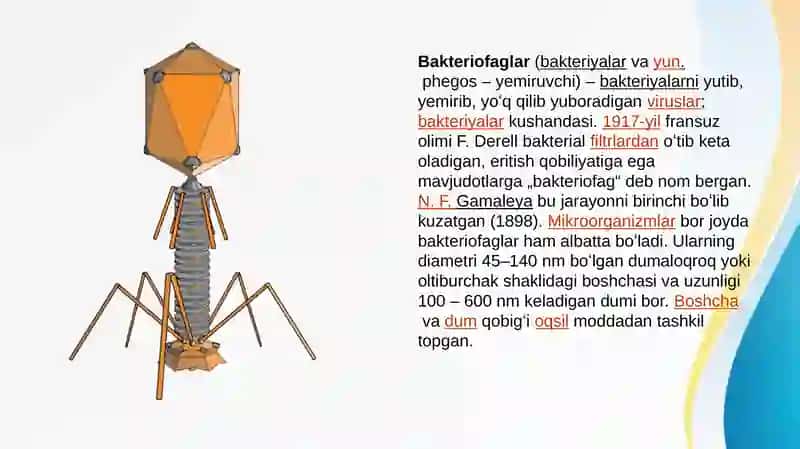 Bakteriofaglar morfologiyasi, reproduksiyasi, amaliyotda ( davolashda, identifikatsiyada, profililaktikada) qo’llanilishi 3