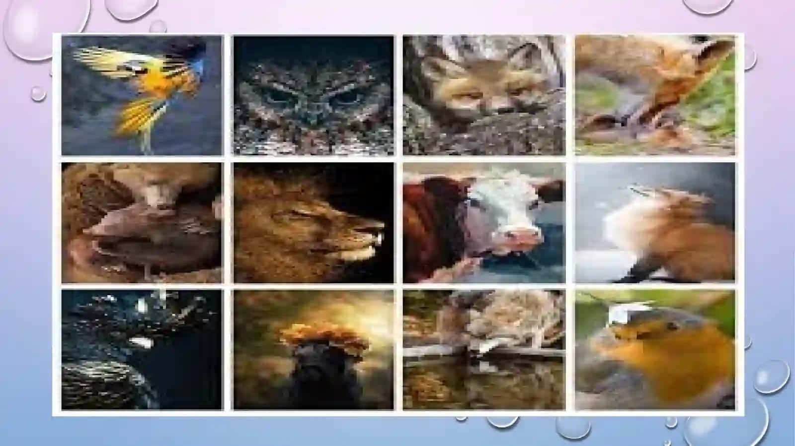O'rtaosiyoumirtqalilar faunasining biologik xilma-xilligi zoogeografiyaSI 3
