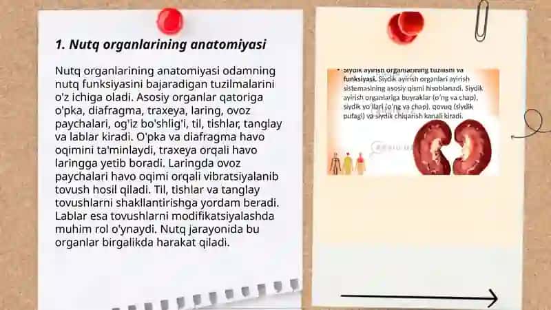 Inson nutq organlari haqida asosiy tushuncha 3
