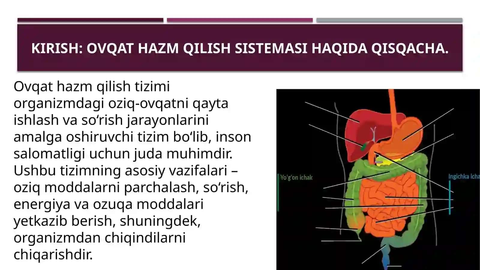 Ingichkavayog’onichaklar anatomiyasi, fiziologiyasi va patologiyasi 3