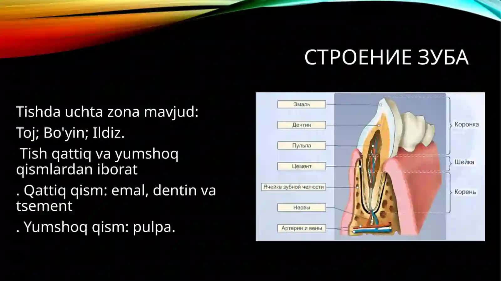 Tishning qattiq to'qimalari. Tuzilishi va funktsiyalari 3
