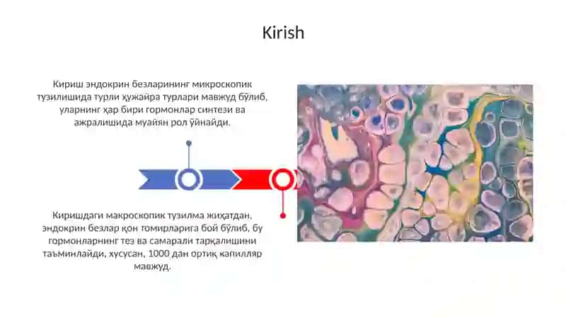 Endokrin bezlarning makro va mikro tuzilishi 3