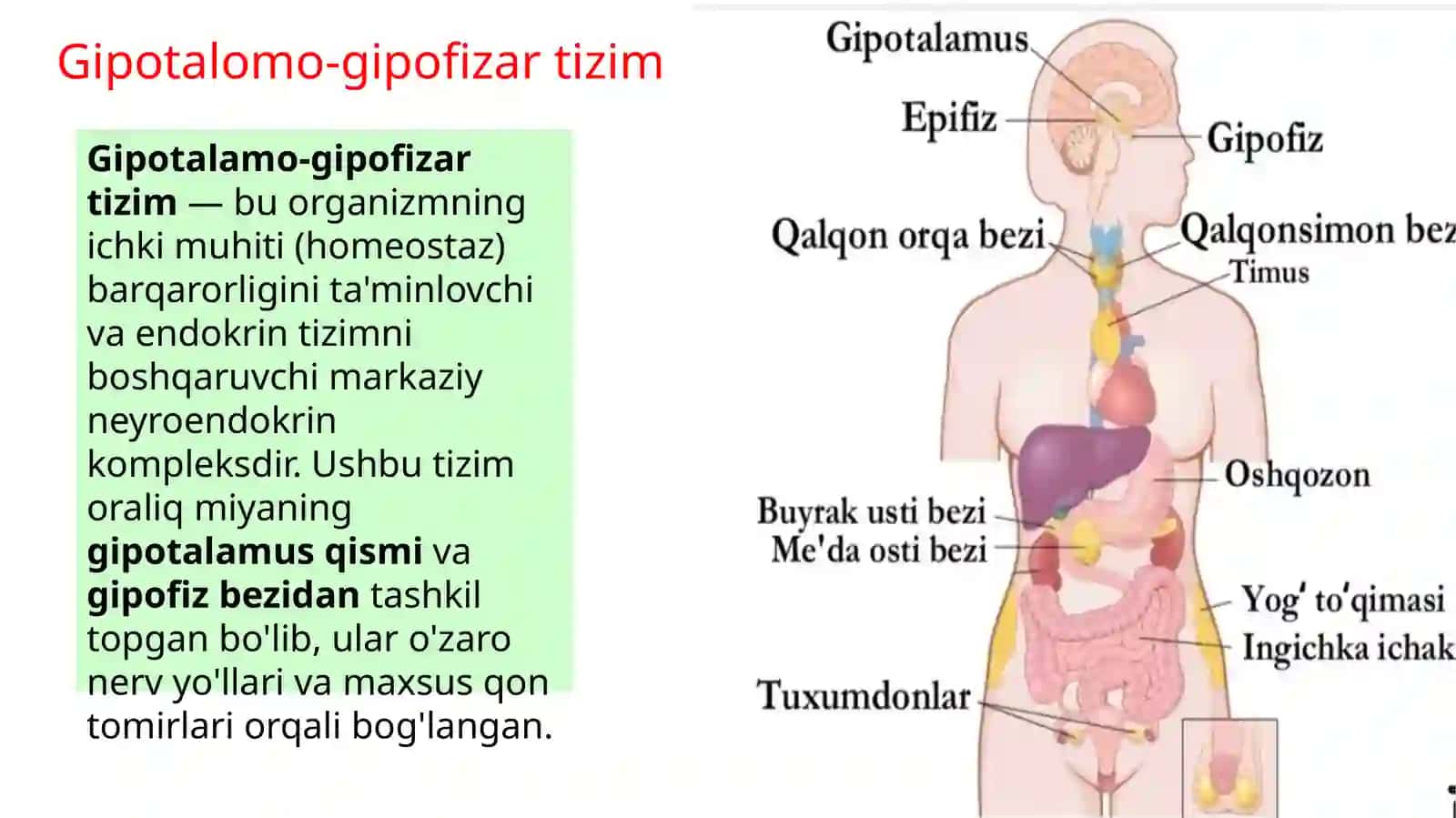 gipotalomo_gipofizar_tizim 3