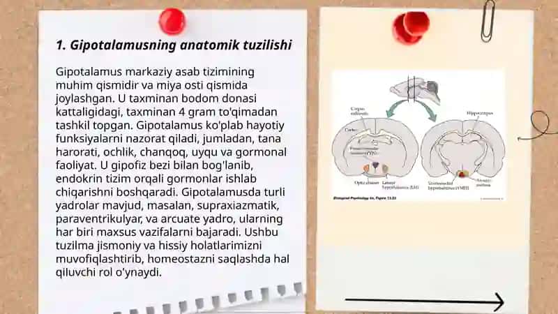 Gipotalamus neyrosekretsasiyasining strukturaviy asoslari 3