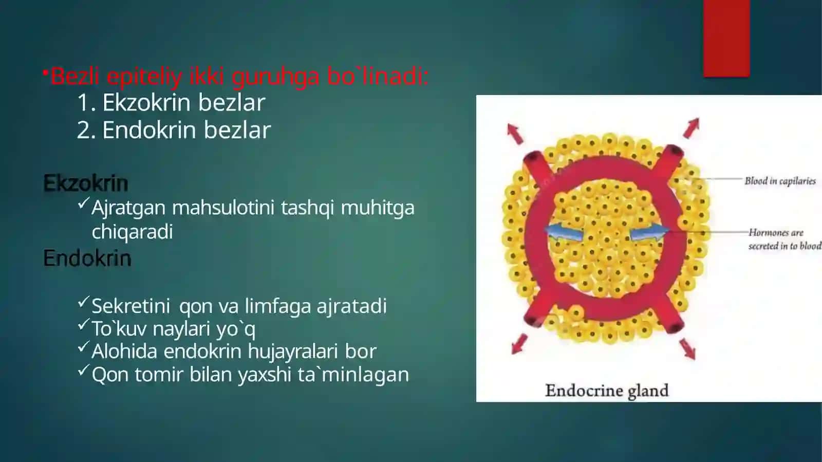 ENDOKRIN SISTEMA GIPOTALAMUS,GIPOFIZ,EPIFIZ 3