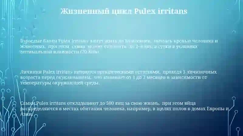 Aphaniptera: Pulex irritans 3