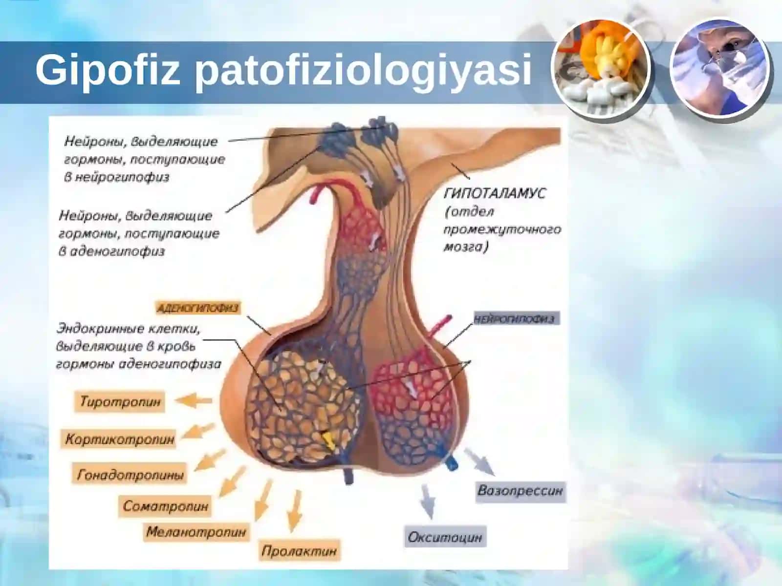 Gipofizpatofiziologiyasi 3