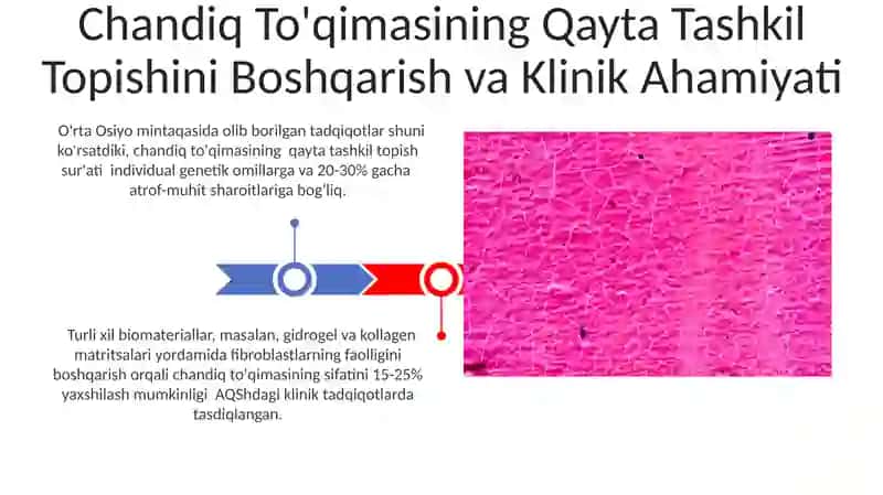 Fibroplastlarning jarohatning bitishi va chandiq hosil boʻlishidagi roli by Norqulov Behruz 3