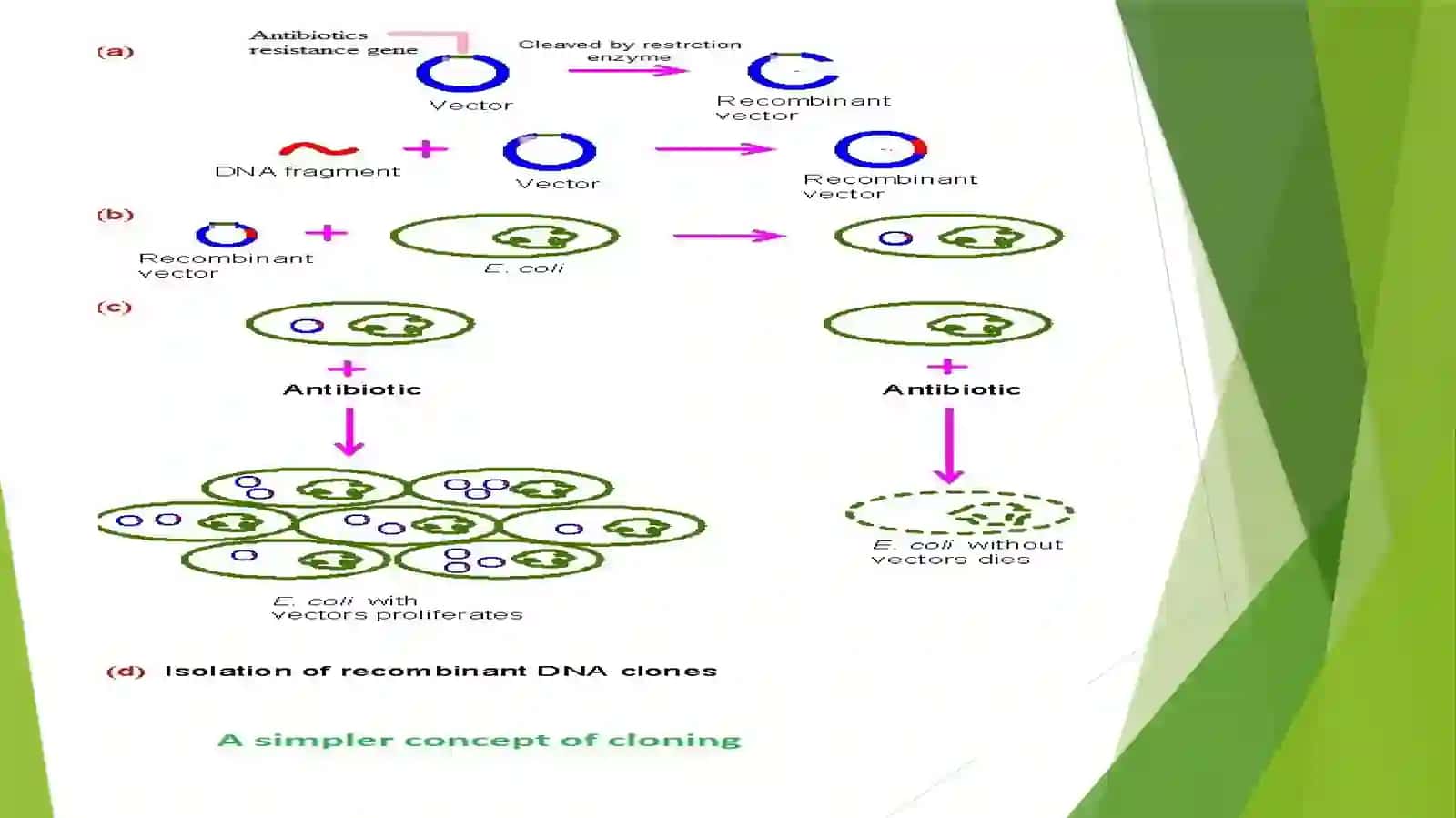DNA Cloning 3