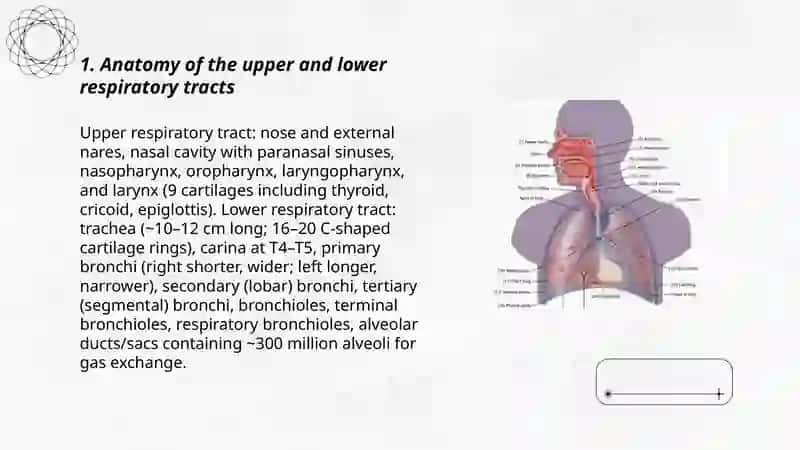 Body systems.Respiratory system 3