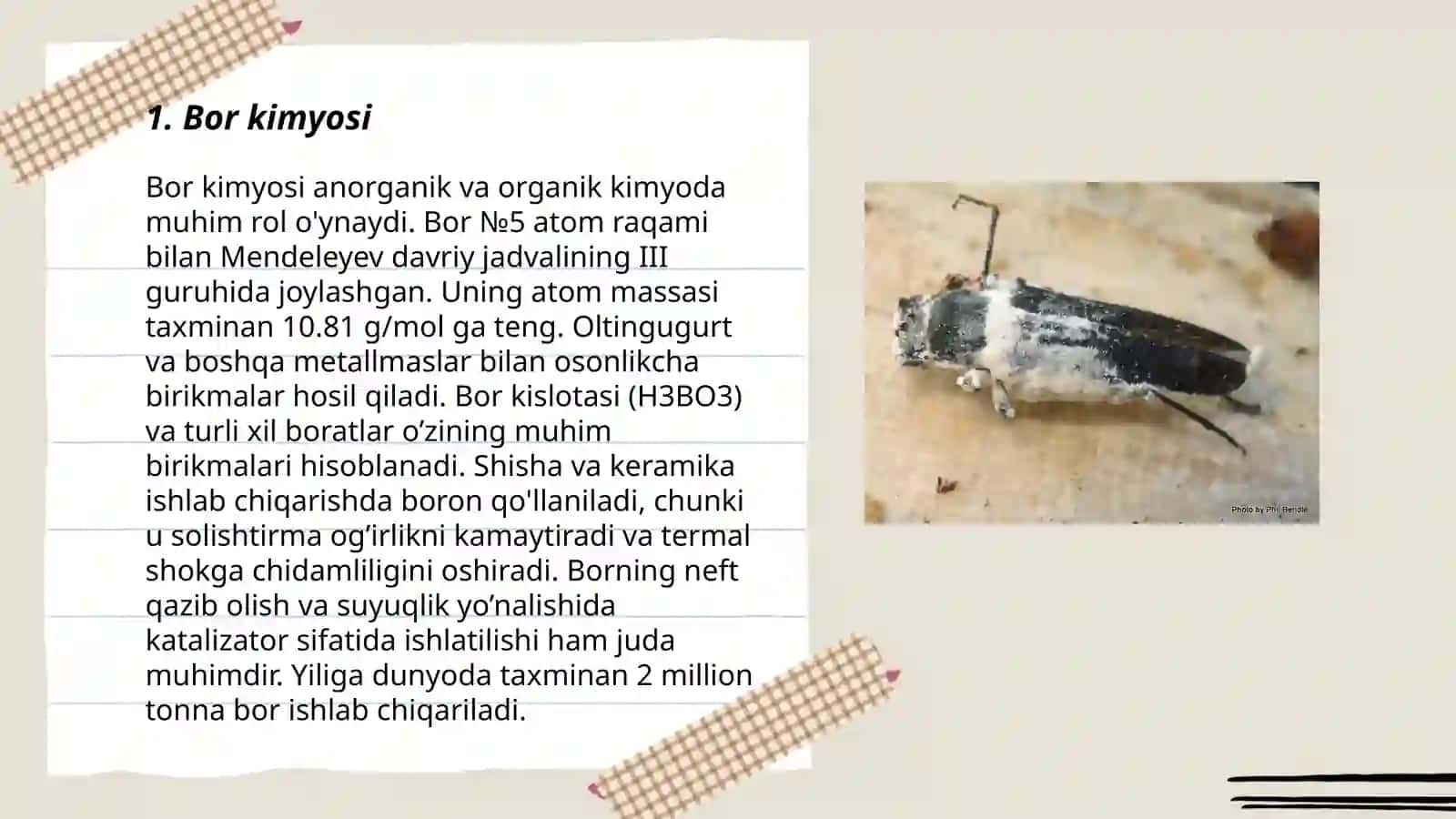 Bor pastulotlari 3