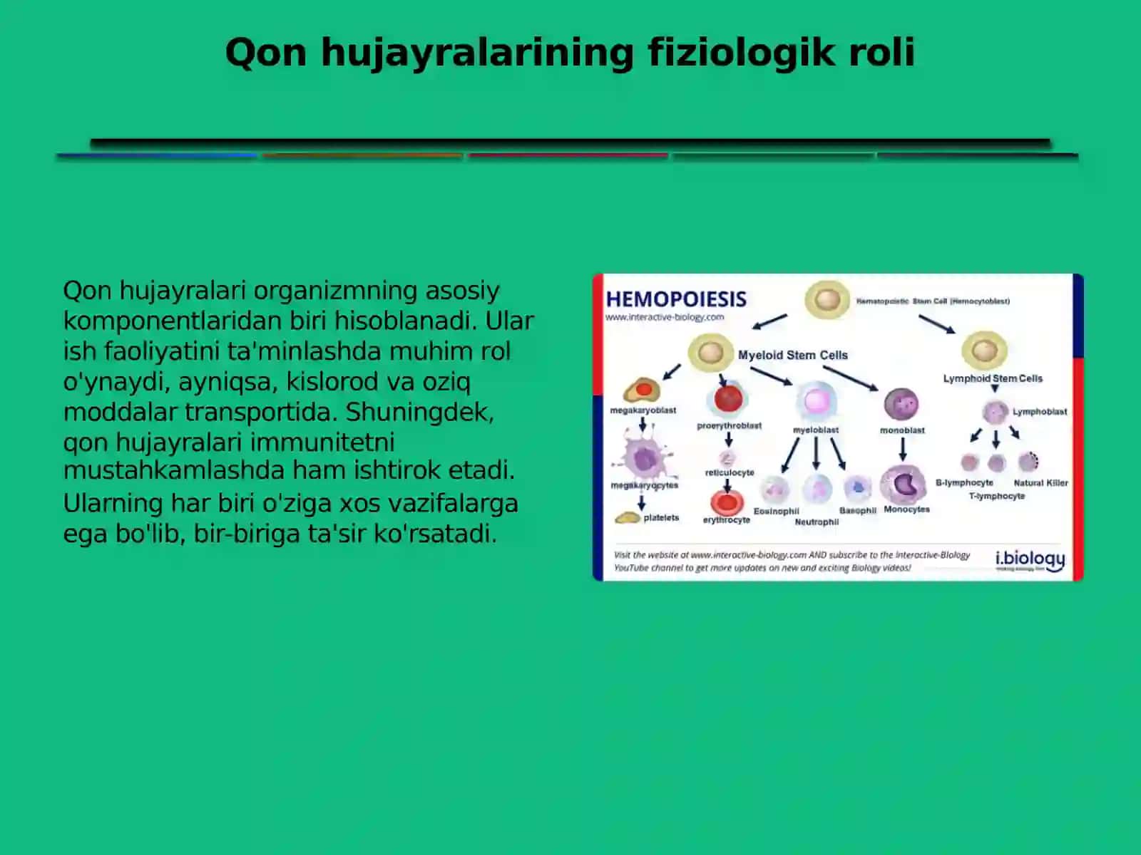 Qon hujayralari fiziologik va reparativ regeneratsiyasi 3
