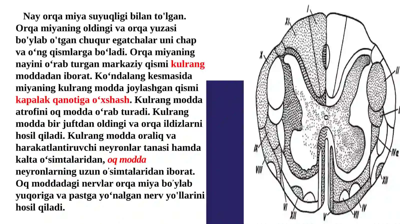 Orqa miyaning tuzilishi va funktsiyasi 3