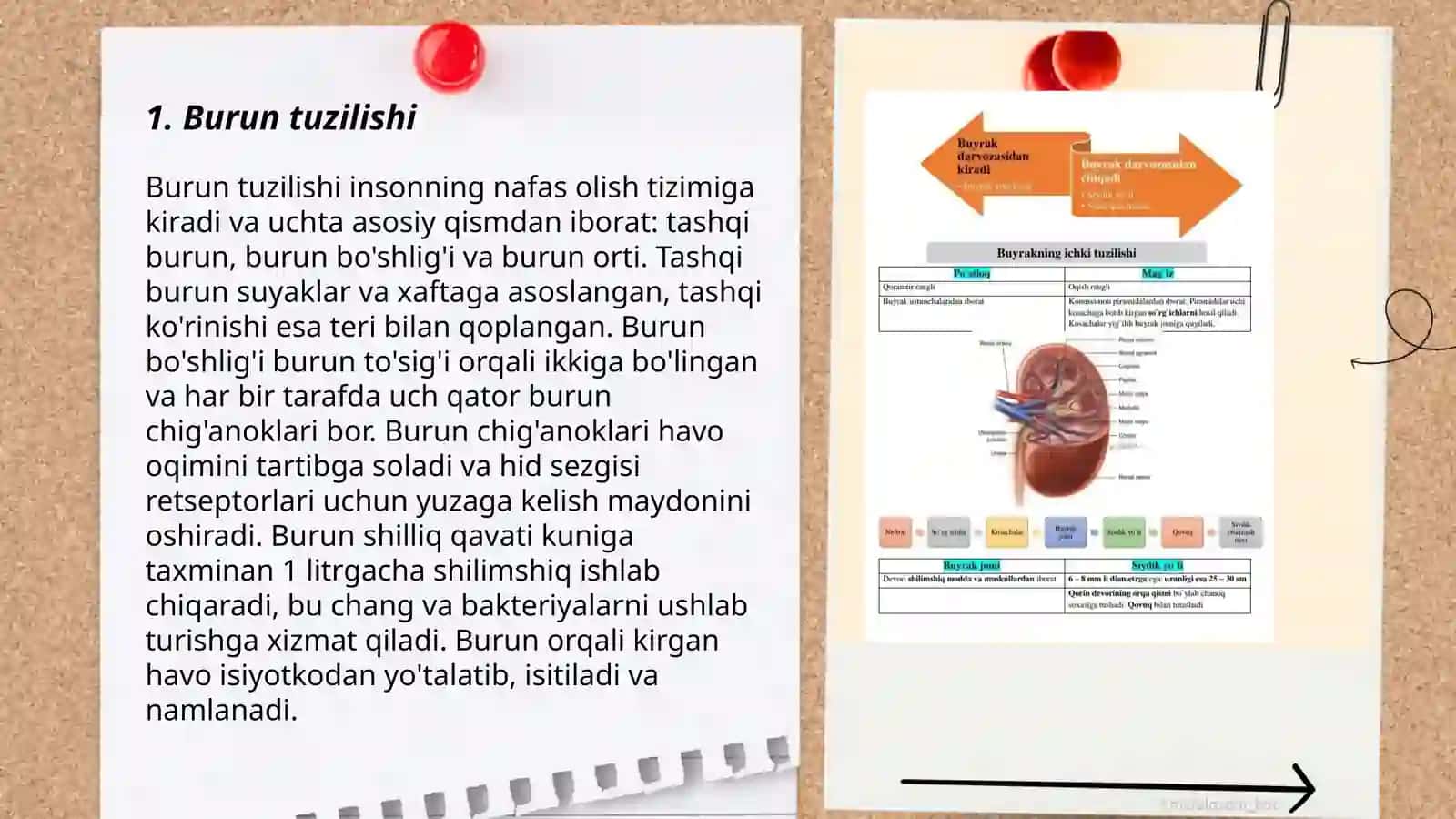 Ayirish sistemasi organlari 3
