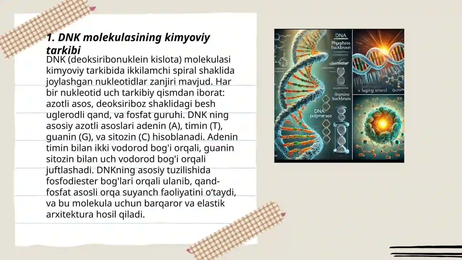 DNK molekulasining tuzilishi,xususiyatlari va vazifalari 3
