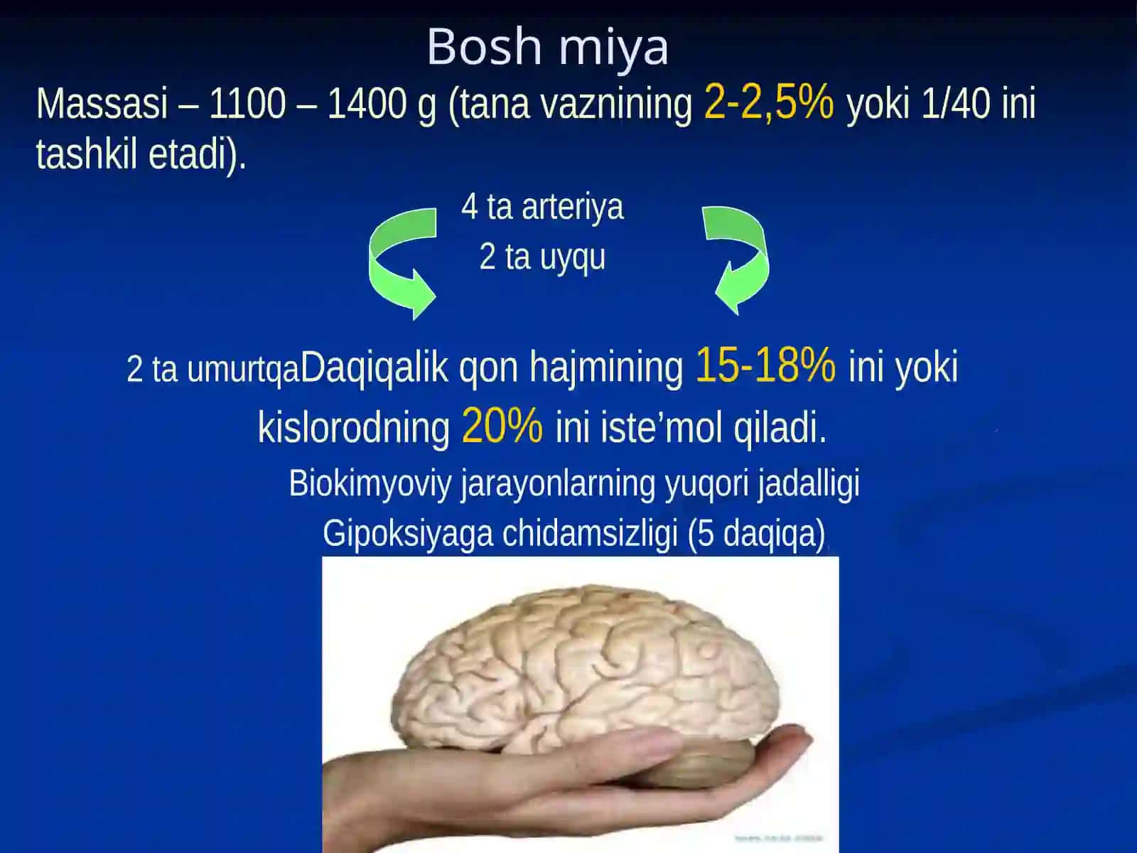 Bosh sohasi miya qismining klinik anatomiyasi 3