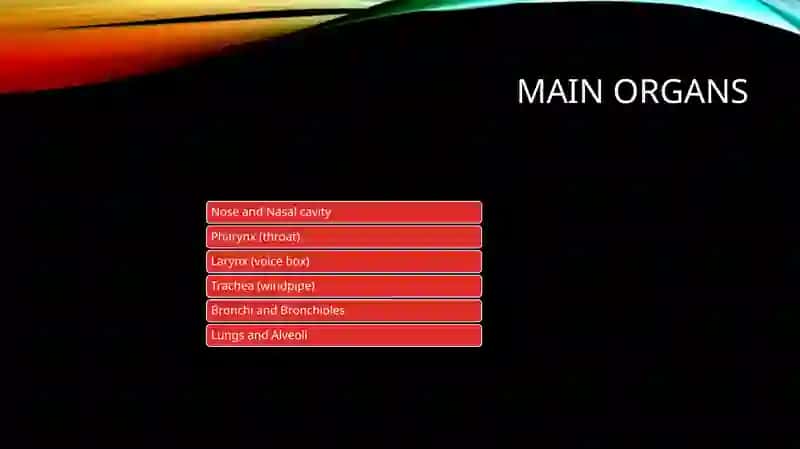 Respiratory System Presentation 3