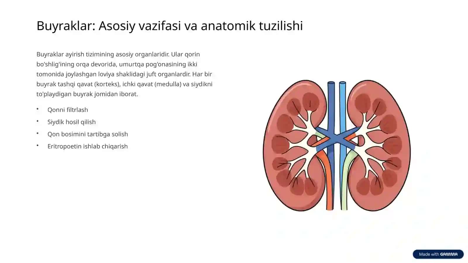 Ayirish tizimiga kiruvchi a'zolarning tuzilishi va fiziologiyasi 3