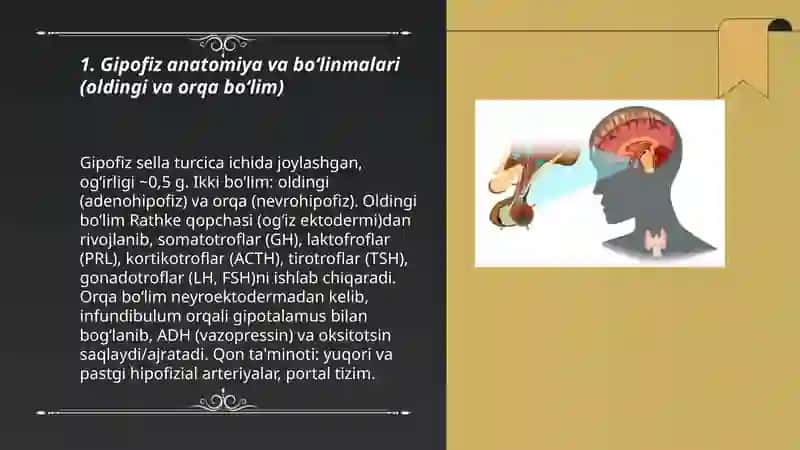 Gipofiz va epifiz bezlarining gormonlari 3