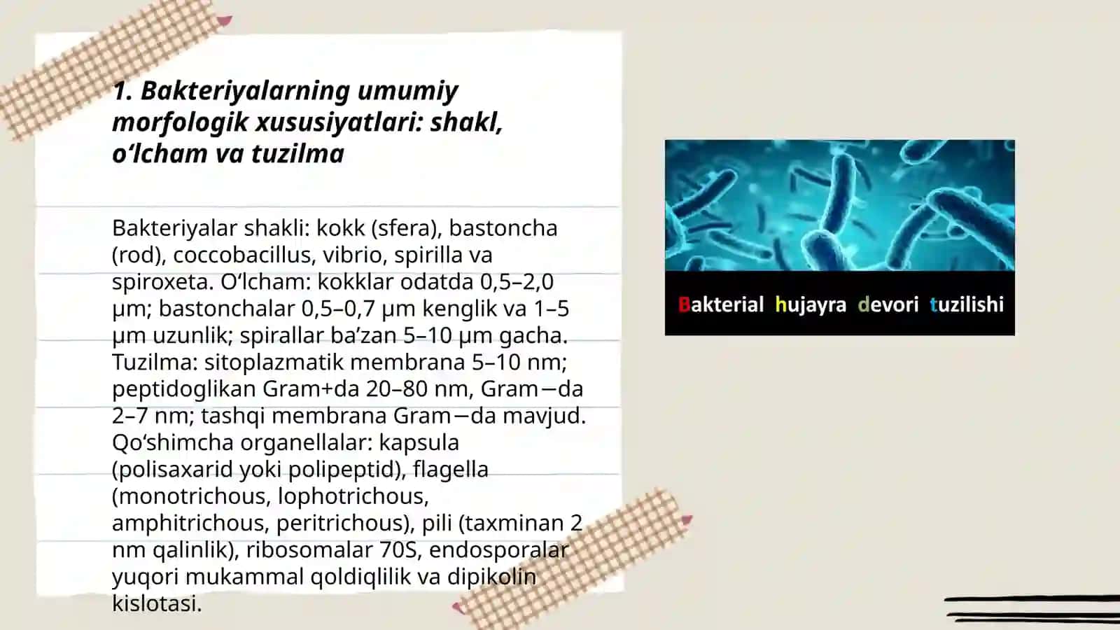 Bakteriyalarning morfologiyasi 3