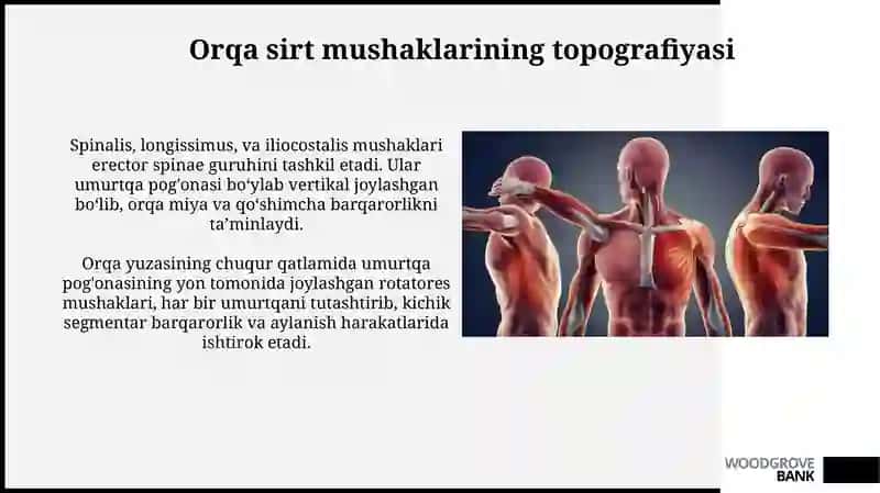 Orqa yuza va chuqur guruh mushaklari: funksional vatopografikanatomiyasi 3