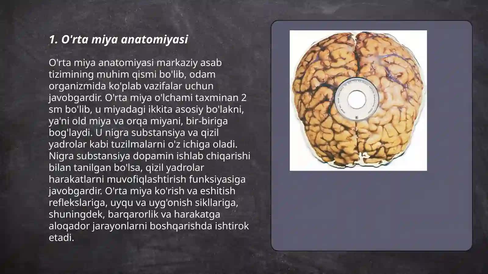 О'rta miya anatomiyasi 3