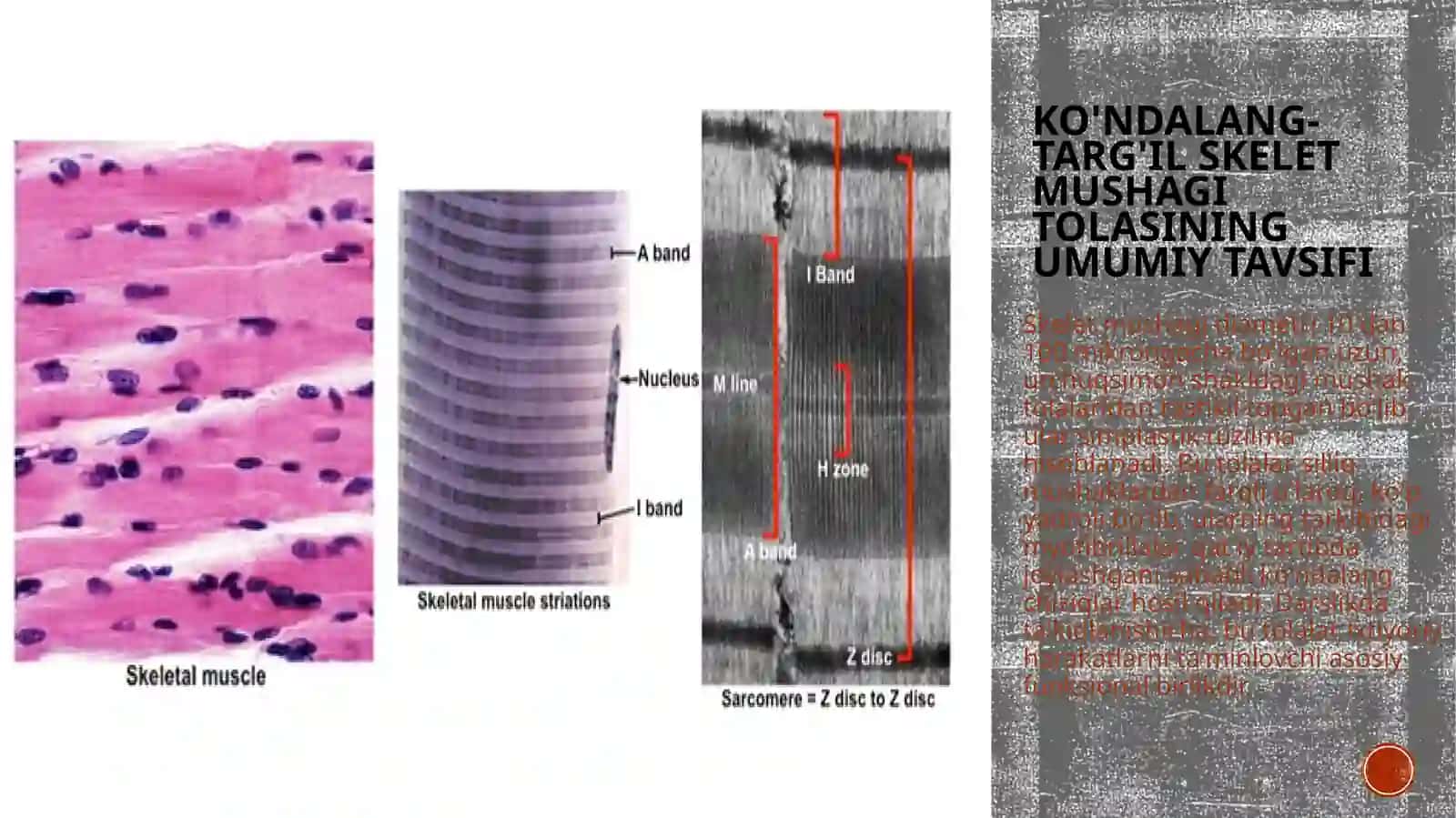 Gistologiya, sitologiya, embrionologiyadan mustaqilish mavzu: silliq mushak to'qimasi 3