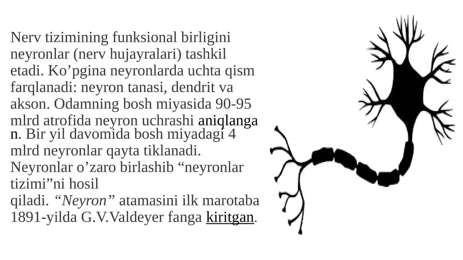 Neyronning tuzilishi va vazifalari 3