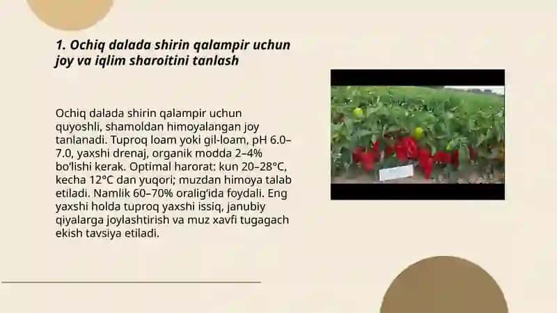 Ochiq dalada shirin qalampir koʻchatlarini yetishtirish 3