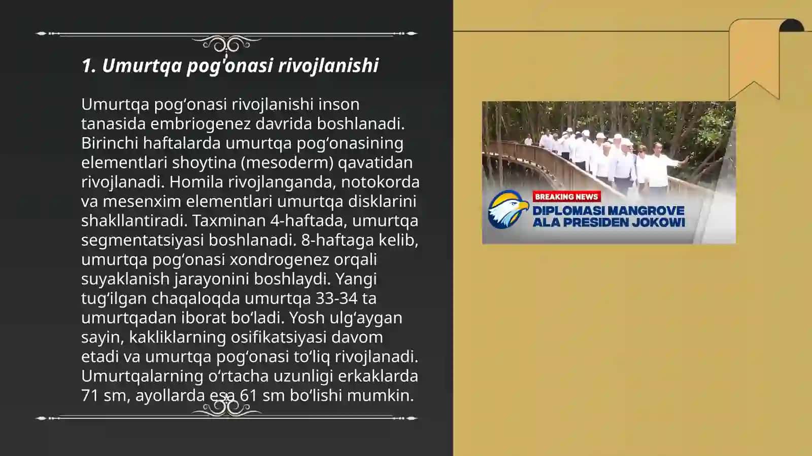 Umurtqa pog'onasi 3