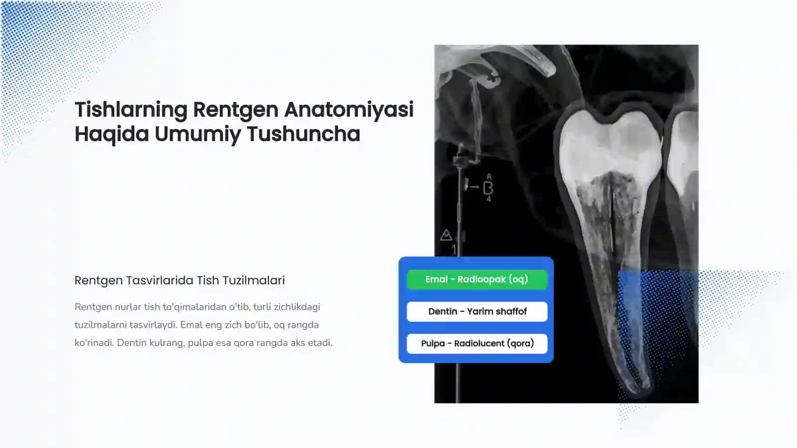 Tishlarning rentgen anatomiyasi 3