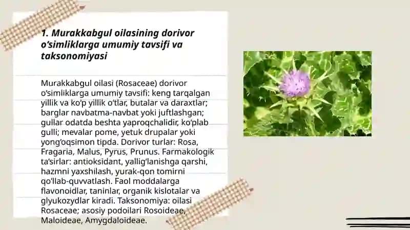 Murakkabgul doshlar va ziradoshlar oilalariga mansub dorivor o‘simliklar 3