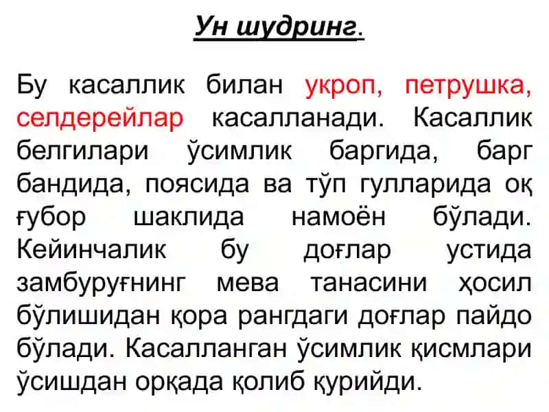 Кўкатлар касалликлари 3