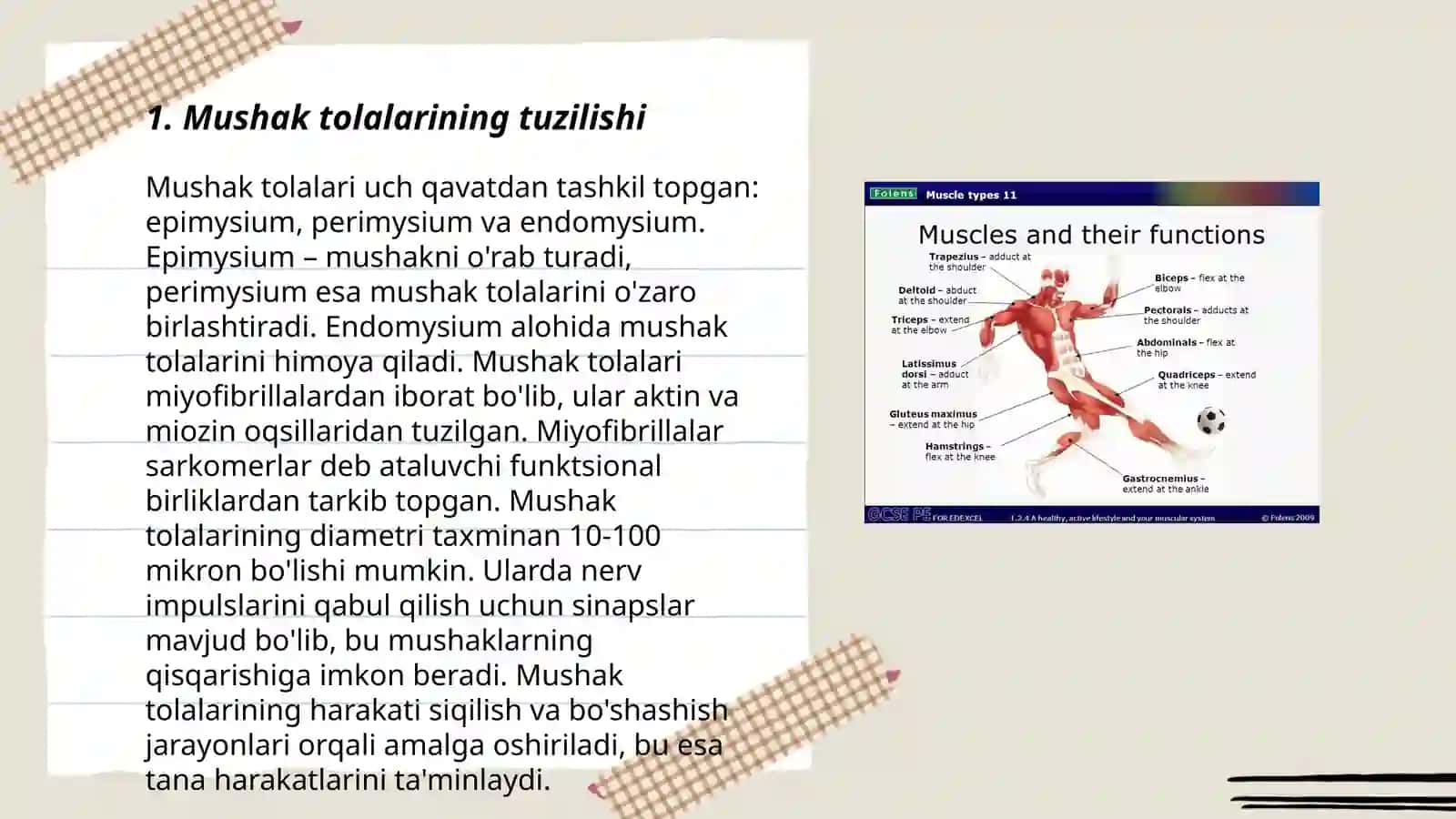 Muskul va muskullarning qisqarish biokimyosi 3