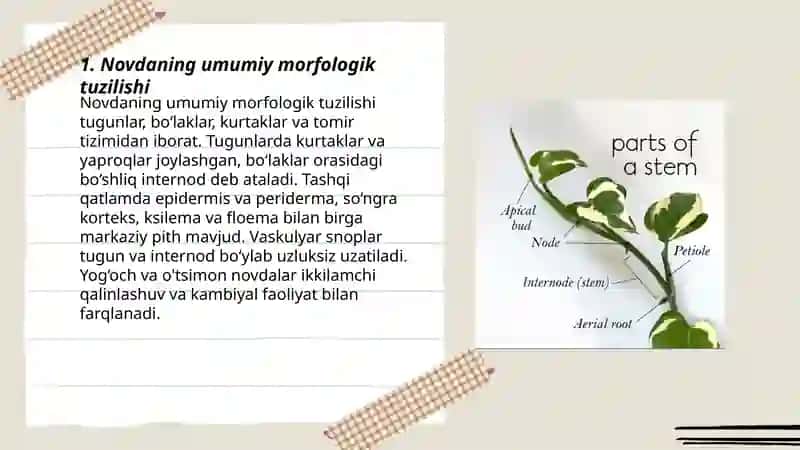 Novda va kurtaklarning tuzilishi 3