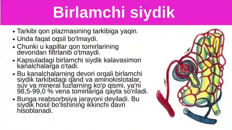 Siydik ajratish organlarining funksiyasi 3