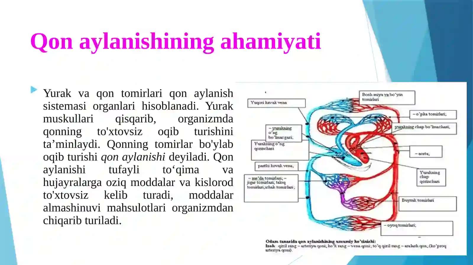 Qonaylanishining ahamiyati, yurakning tuzilishi 3