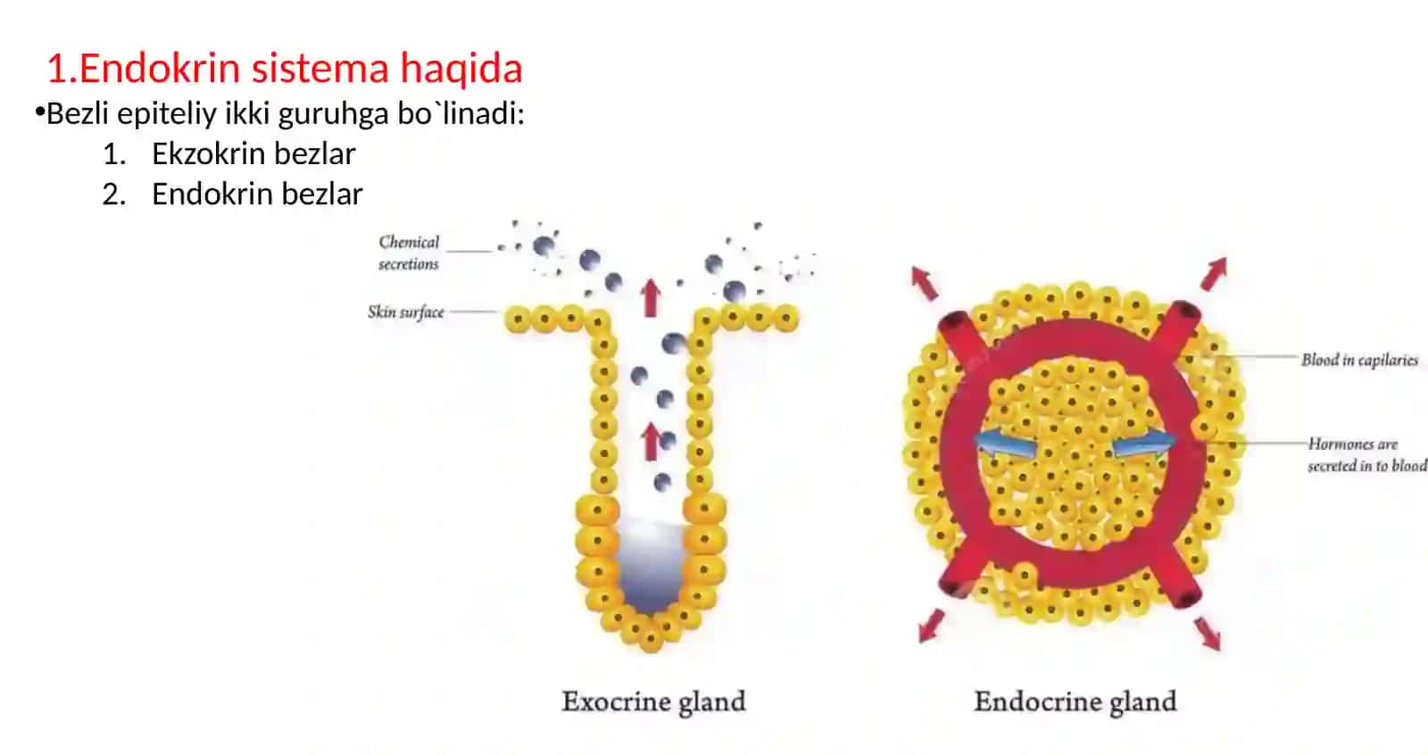 GISTOLOGIYA ENDOKRIN SISTEMASI-1 2023-YIL 3