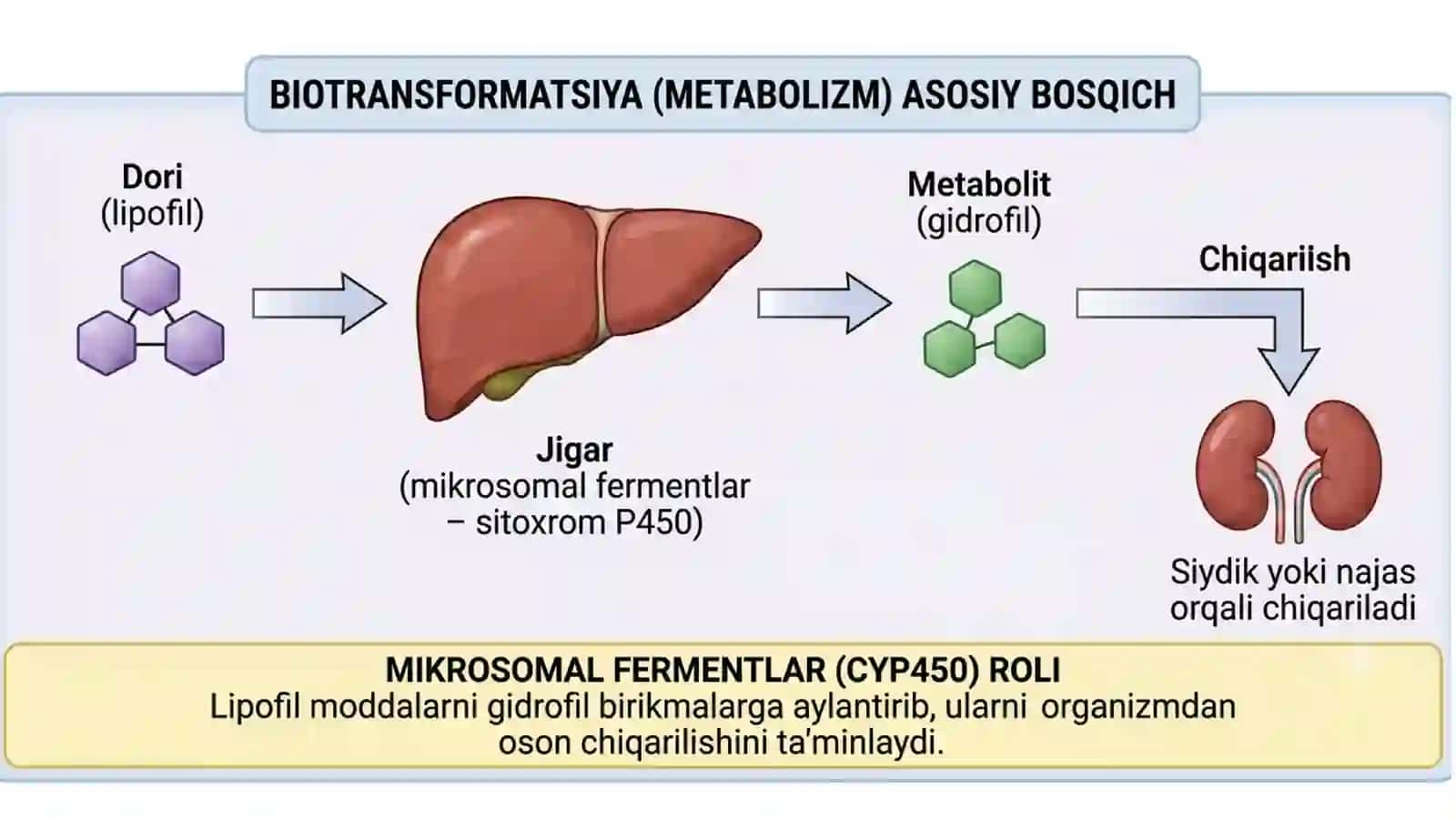 Dorilarning organizmda parchalanishi 3