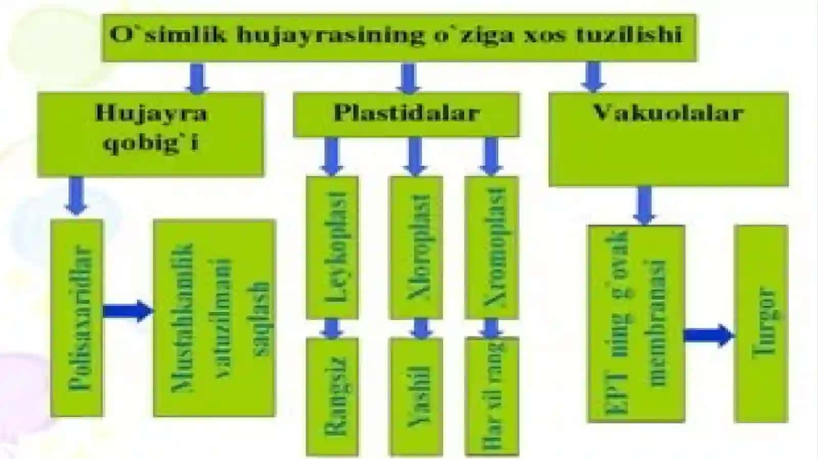 Plastidalarning o’simlik organizmidagi ahamiyati 3