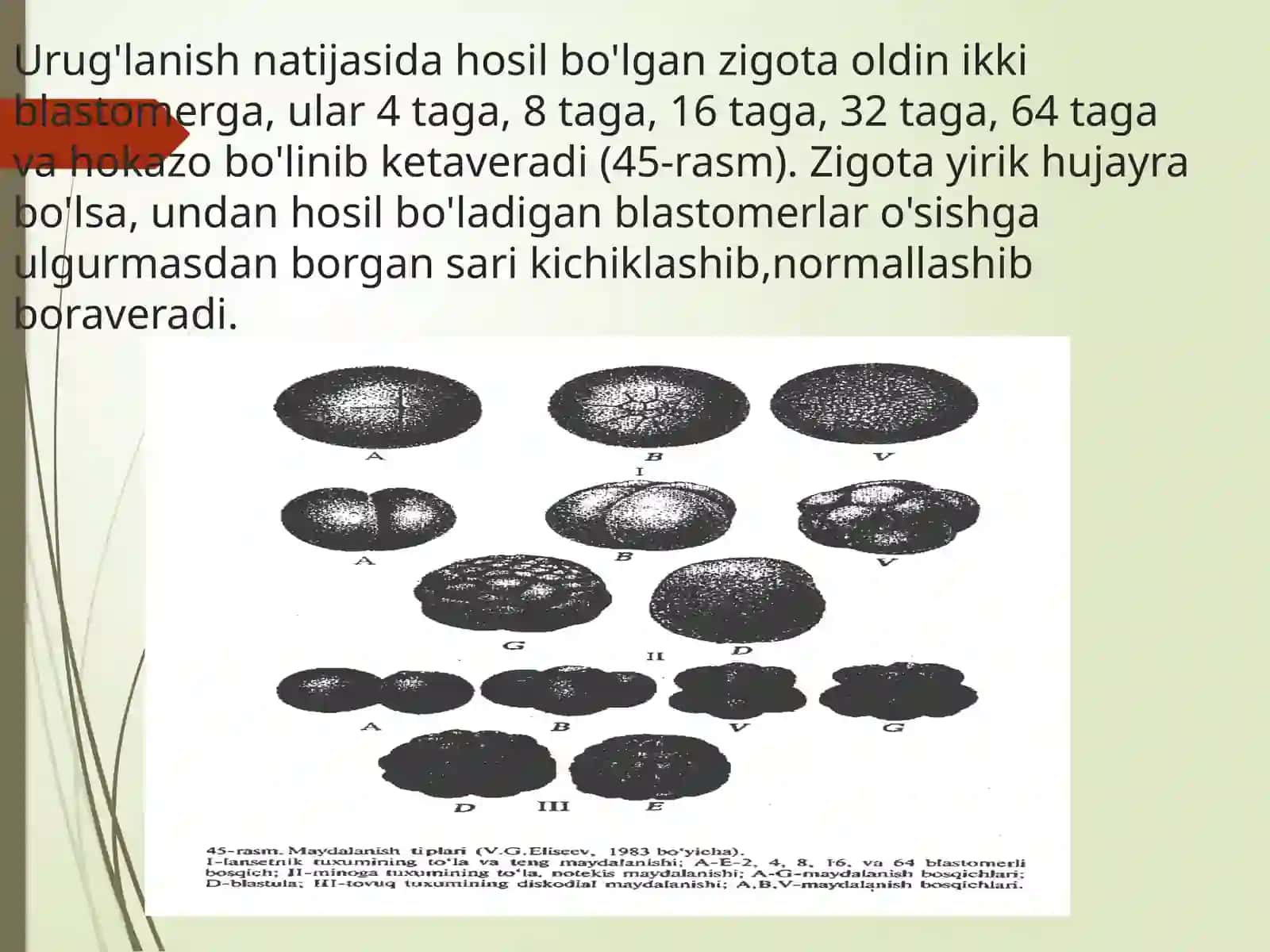 IMPLANTATSIYA. MAYDALANISH. BLASTULA, MORULA, NEYRULA. GASTRULA VA UNING TIPLARI. EMBRIONAL VARAQLARINI HOSIL BO’LISHI 3