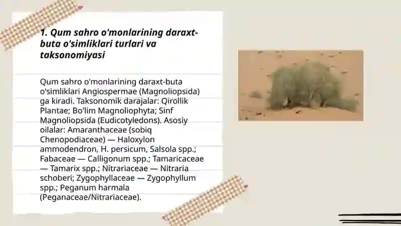 Qum sahro o'monlarining daraxt-buta o'simliklari 3