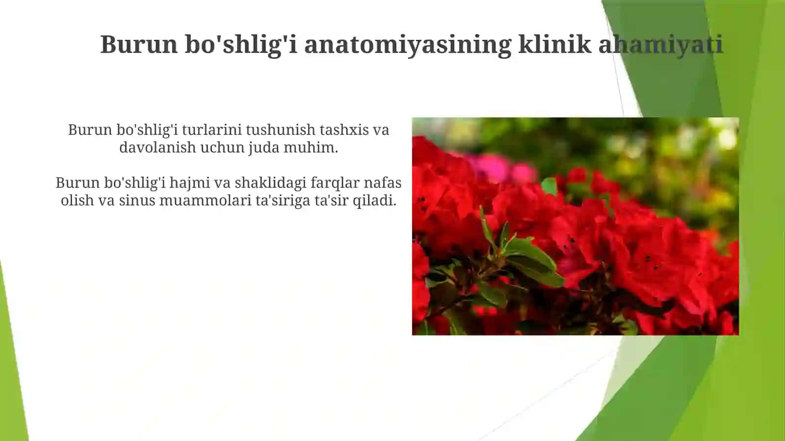 Burun bo'shlig'i anatomiyasi va funktsiyasi 3