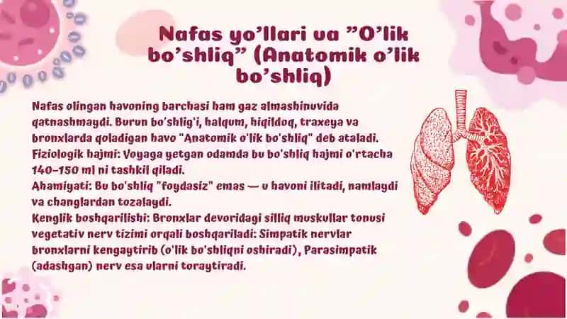 Nafas yo'llari fiziologiyasi va o'pkada gazlar almashinuvi 3