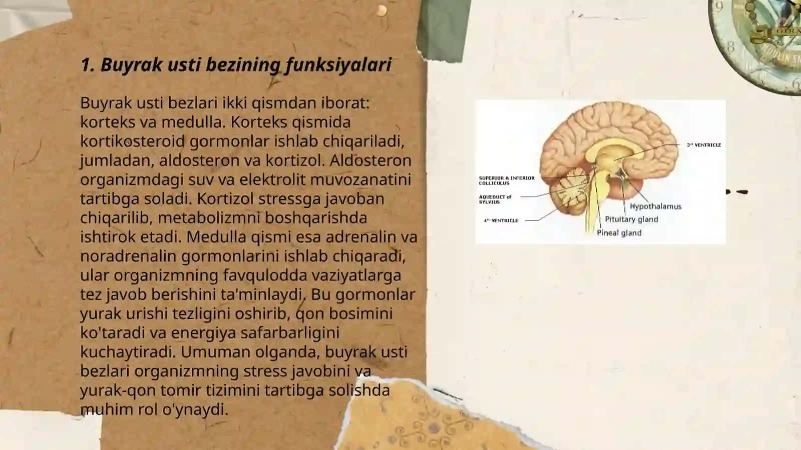 Buyrak usti bezi jinsiy bezlari, Epifiz 3