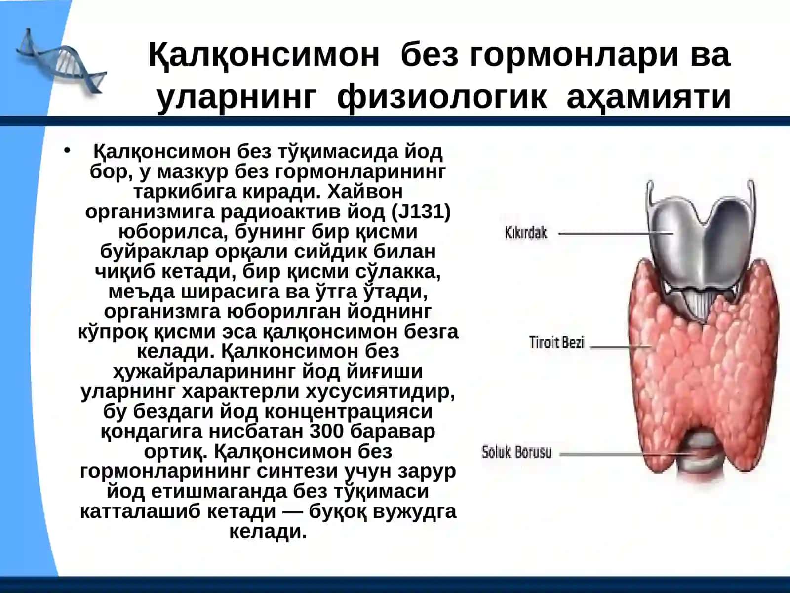 Тўқима гормонлари 3