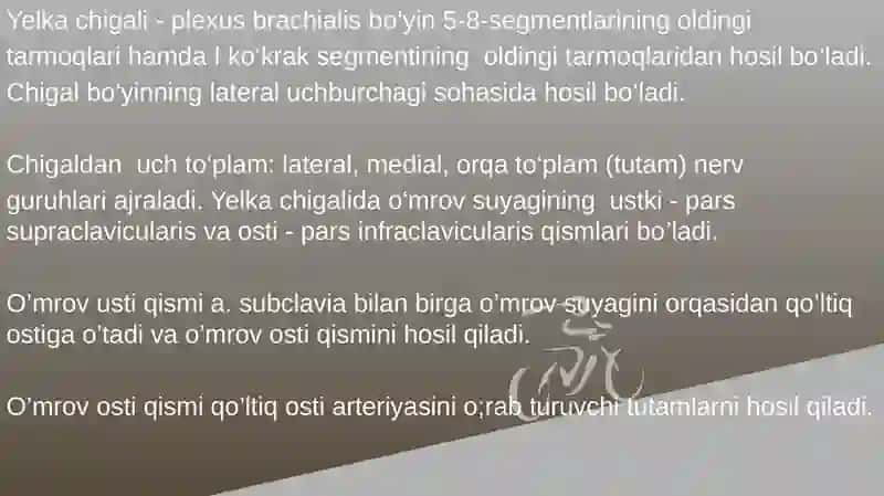 Yelka chigalining hosil bo'lishi va uning qisqa shoxlari. 3